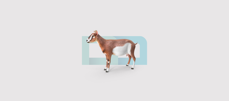 تمليك ماعز